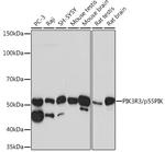 PI3K p55 gamma Antibody in Western Blot (WB)