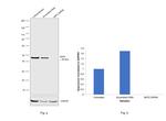 SKP2 Antibody in Western Blot (WB)