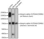 CD49d (Integrin alpha 4) Antibody in Western Blot (WB)