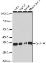 Cyclin H Antibody in Western Blot (WB)