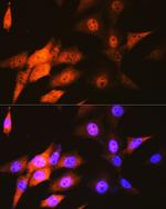 JAB1 Antibody in Immunocytochemistry (ICC/IF)