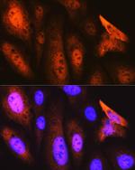 JAB1 Antibody in Immunocytochemistry (ICC/IF)