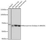 MAOA Antibody in Western Blot (WB)