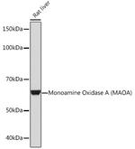 MAOA Antibody in Western Blot (WB)