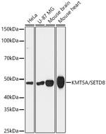 SETD8 Antibody in Western Blot (WB)