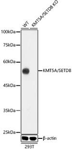 SETD8 Antibody in Western Blot (WB)