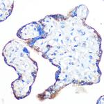 RAPGEF3 Antibody in Immunohistochemistry (Paraffin) (IHC (P))