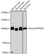 RAPGEF3 Antibody in Western Blot (WB)