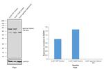 gamma Catenin Antibody in Western Blot (WB)