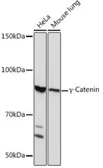 gamma Catenin Antibody in Western Blot (WB)