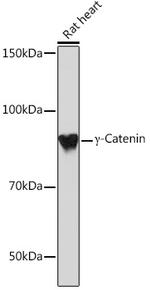 gamma Catenin Antibody in Western Blot (WB)