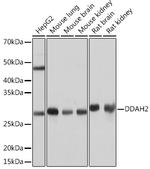 DDAH2 Antibody in Western Blot (WB)