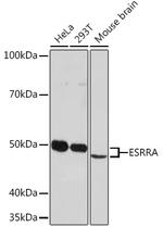 ESRRA Antibody in Western Blot (WB)