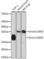 Emerin Antibody in Western Blot (WB)