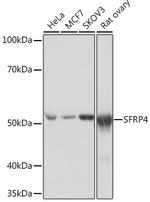 SFRP4 Antibody in Western Blot (WB)