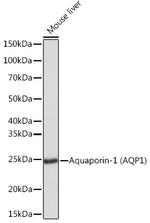 Aquaporin 1 Antibody in Western Blot (WB)