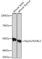 RUVBL2 Antibody in Western Blot (WB)