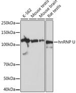 hnRNP U Antibody in Western Blot (WB)