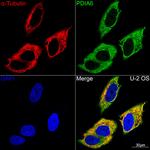 PDIA6 Antibody in Immunocytochemistry (ICC/IF)