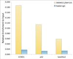 SMARCC1 Antibody in ChIP Assay (ChIP)