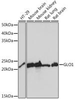 GLO1 Antibody in Western Blot (WB)