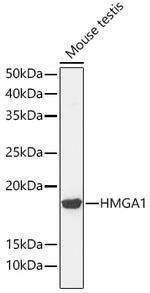 HMGA1 Antibody in Western Blot (WB)