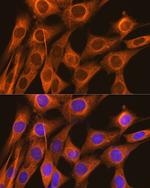 FKBP4 Antibody in Immunocytochemistry (ICC/IF)