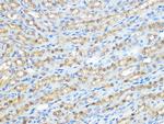 PP1 beta Antibody in Immunohistochemistry (Paraffin) (IHC (P))