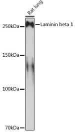 Laminin beta-1 Antibody in Western Blot (WB)