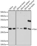 RAN Antibody in Western Blot (WB)