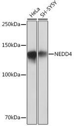 NEDD4 Antibody in Western Blot (WB)