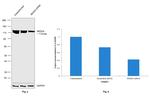 NEDD4 Antibody in Western Blot (WB)