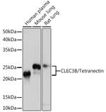 Tetranectin Antibody in Western Blot (WB)