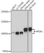 alpha Adaptin Antibody in Western Blot (WB)