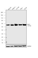 DKC1 Antibody in Western Blot (WB)