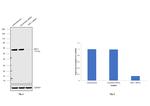 DKC1 Antibody in Western Blot (WB)