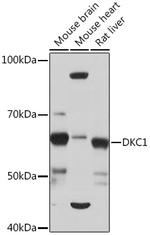 DKC1 Antibody in Western Blot (WB)