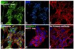 CRMP2 Antibody