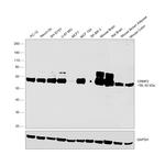 CRMP2 Antibody