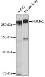 NuMA Antibody in Western Blot (WB)