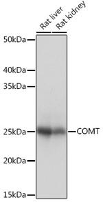 COMT Antibody in Western Blot (WB)