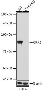 GRK2 Antibody in Western Blot (WB)