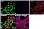 SENP1 Antibody in Immunocytochemistry (ICC/IF)