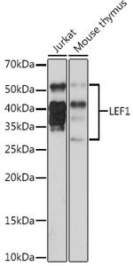 LEF1 Antibody in Western Blot (WB)