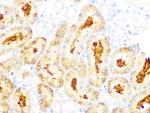 GCLC Antibody in Immunohistochemistry (Paraffin) (IHC (P))