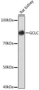 GCLC Antibody in Western Blot (WB)