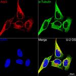 Arp3 Antibody in Immunocytochemistry (ICC/IF)