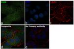 RARB Antibody in Immunocytochemistry (ICC/IF)