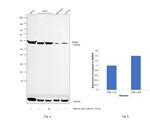 RARB Antibody in Western Blot (WB)