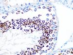 FMRP Antibody in Immunohistochemistry (Paraffin) (IHC (P))